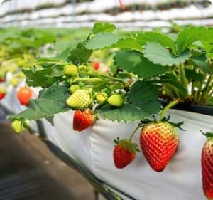 2026足球狂欢季，热度节节攀升 - PG官网